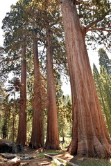 4 Sequoias