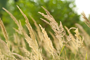 Fototapeta premium Grass in the wind