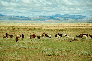 Mongolian pastures in the area Zavkhan Rive
