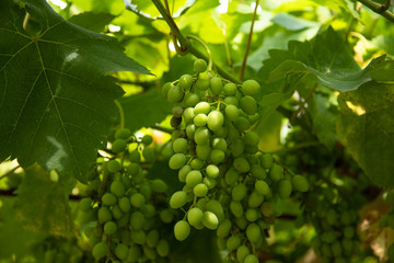 Immature grapes on a branch close-up.