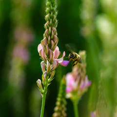 The bee collects honey on the flowers of lupine. Photographed in close-up.