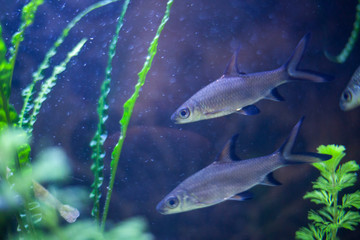 Fish in the aquarium. Aquarium in a pet store. Care for homemade fish. Choosing a calm pet