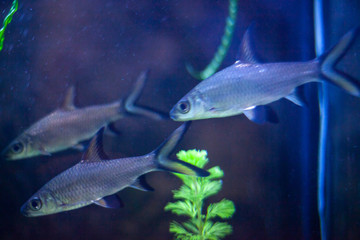 Fish in the aquarium. Aquarium in a pet store. Care for homemade fish. Choosing a calm pet