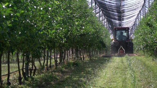 Red tractor is mowing the lawn at the apple orchard, slow motion