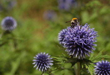 bumblebee on blue flowers Echinops 11