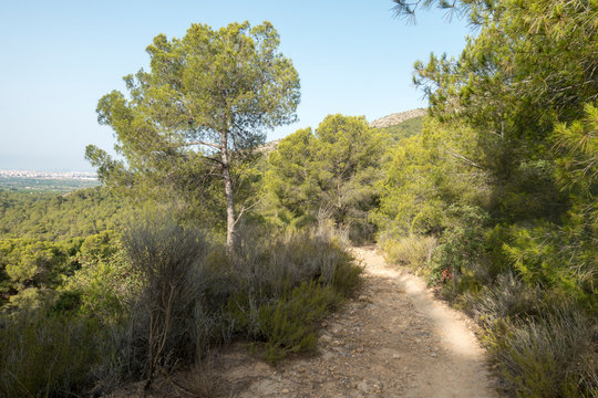 The desert of the palms in benicasim, Costa azahar