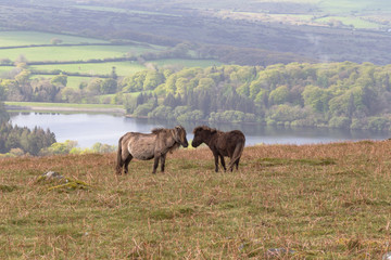 Fototapeta na wymiar Dartmoor Ponies 