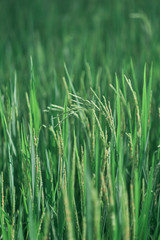 Green rice fields in rural rice fields of Thailand.