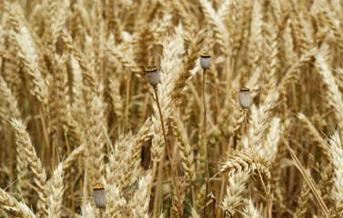 yellow wheat spikelets in a field 22