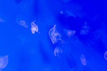 Obraz na płótnie Canvas Close-up Jellyfish, Medusa in fish tank with neon light. Jellyfish is free-swimming marine coelenterate with a jellylike bell- or saucer-shaped body that is typically transparent.