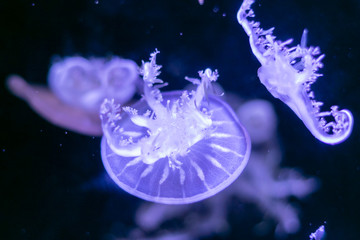 Close-up Jellyfish, Medusa in fish tank with neon light. Jellyfish is free-swimming marine coelenterate with a jellylike bell- or saucer-shaped body that is typically transparent.