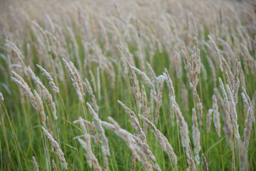 light yellow ears of grain crops, wheat.  close up on green grass background