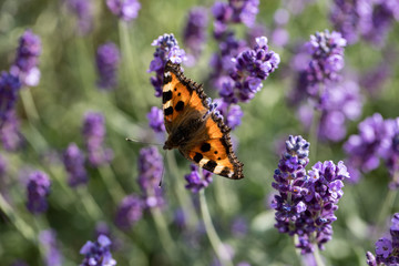 Obraz premium Colorful Butterfly on the blooming lavender flowers