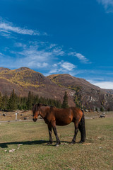 Fototapeta na wymiar the horse on the background of mountainous terrain