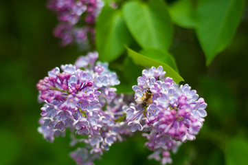 lilac and bee