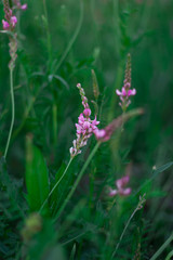 pink flowers on green background. macro photo