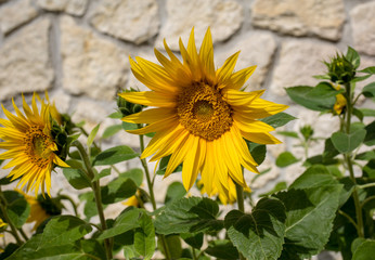 Blooming sunflowers against the background of a limestone wall