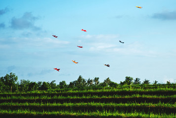 kites flying above rice terrace in bali