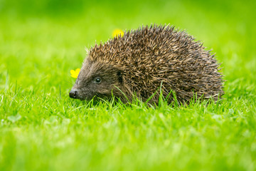 Hedgehog in garden, wild, free roaming hedgehog, taken from within a wildlife hide to monitor the health and population of this favourite but declining mammal, copy space