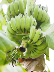 Banana Green fruit on tree in garden blurred of nature background