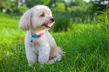 Looking up brown cute poodle puppy sitting on ground, Cute white poodle dog on green park background, background nature, green, animal, relax pet, puppy poodle dog sit down looking