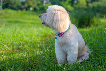 Looking up brown cute poodle puppy sitting on ground, Cute white poodle dog on green park background, background nature, green, animal, relax pet, puppy poodle dog sit down looking