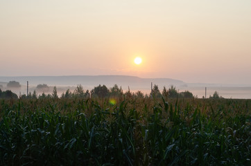 green corn field at sunrise in the fog