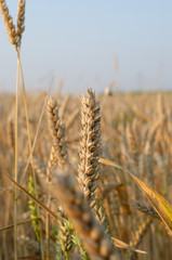 ears of wheat close up on a field at sunrise