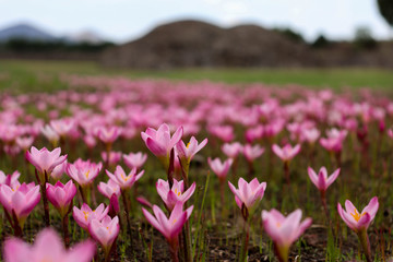 Obraz premium Campo de flores rosas y fondo verde