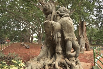 Fototapeta na wymiar Lalbagh Botanical Gardens tree carvings, Bangalore, Karnataka, India