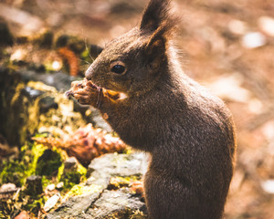 Eichhörnchen am Essen