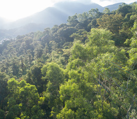 Aerial view of mountains with green dense tropical rainforests and morning fog in the sunrise