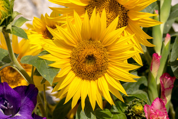 Blooming sunflowers against the background of a limestone wall