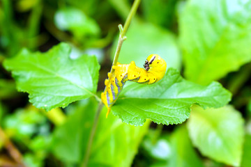 Yellow caterpillars on the branches standing terrorize the enemy approach with blurry green leaf background.
