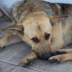 Street dog relaxes in the shade on road tiles