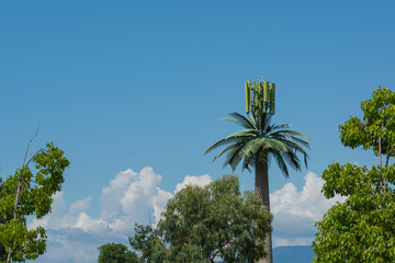 cellular antenna hidden in a palm tree
