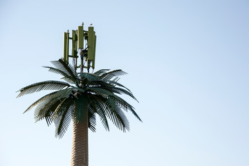 cellular antenna hidden in a palm tree