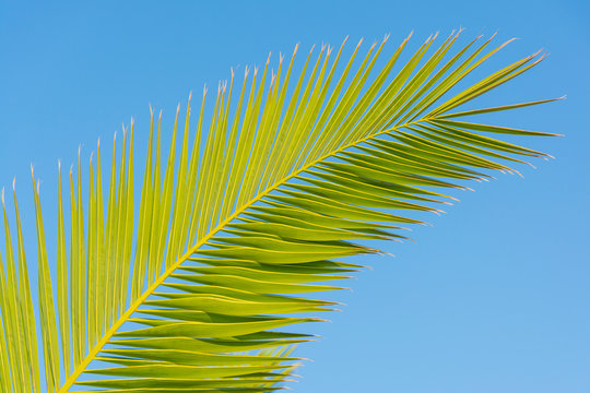 bright green branch of the palm tree against the blue sky