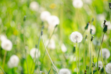 Dandelion field