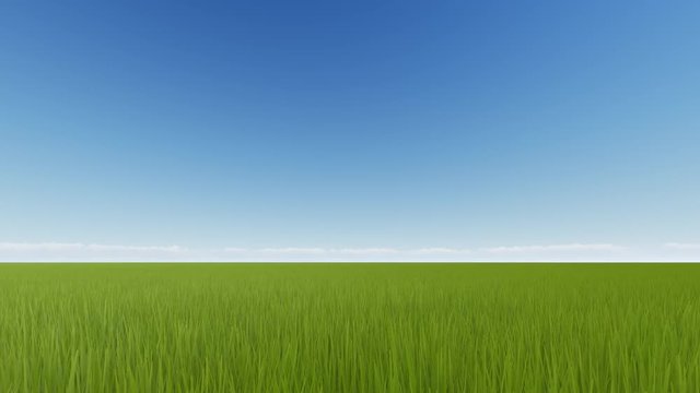 Wheat field sunrise. Green meadow summer landscape