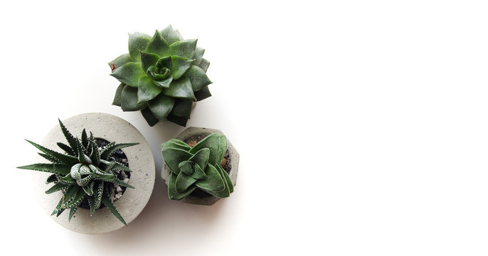 Horizontal banner with succulents in a concrete pot. Home plants on a white background. Top view with plenty of space for your text and design. Green flowers for loft style.