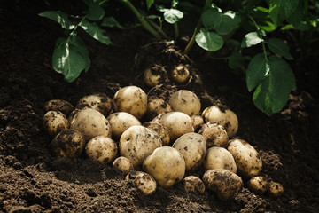 Harvest of fresh raw potatoes on the ground. Organic farming products
