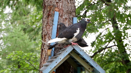bird on tree