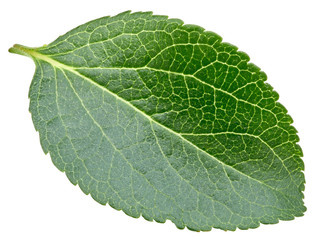 Plum leaves isolated