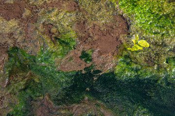 the bottom of the river with marsh mud and grass green and brown