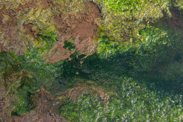 the bottom of the river with marsh mud and grass green and brown