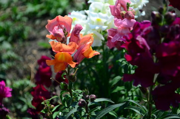 Colorful Snapdragons in the garden close up