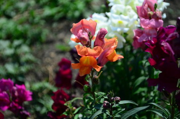 Colorful Snapdragons in the garden close up