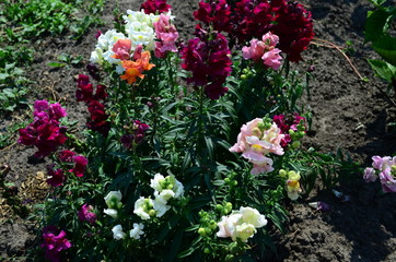 Colorful Snapdragons in the garden close up