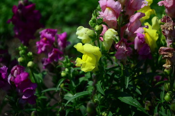 Colorful Snapdragons in the garden close up